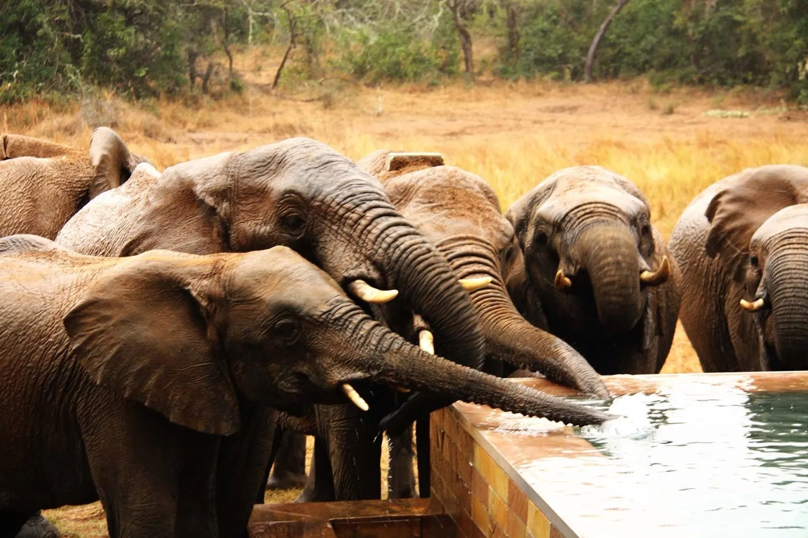 Elephants crowded at the waterhole