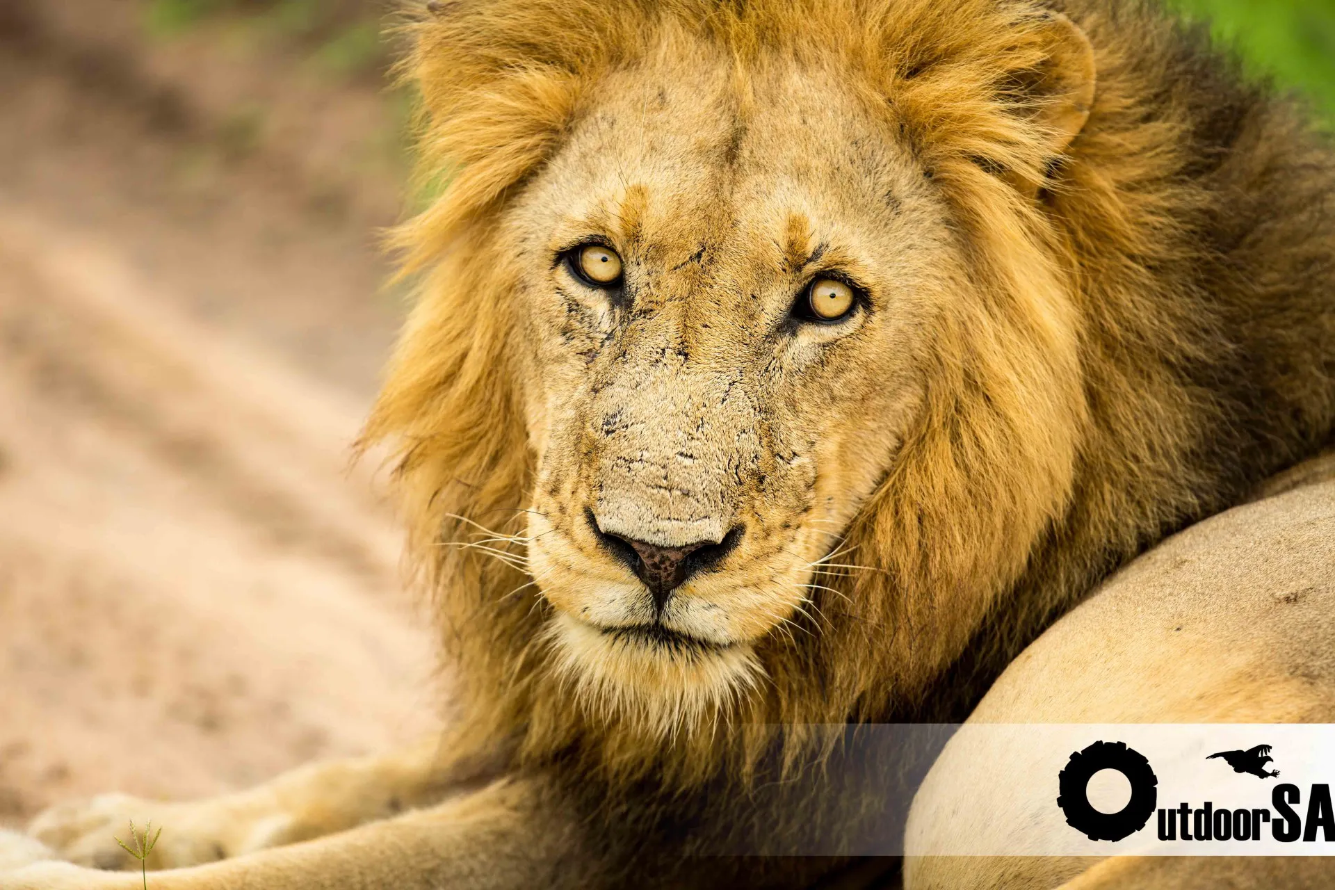 A male lion resting in the grass, mane full in the morning light