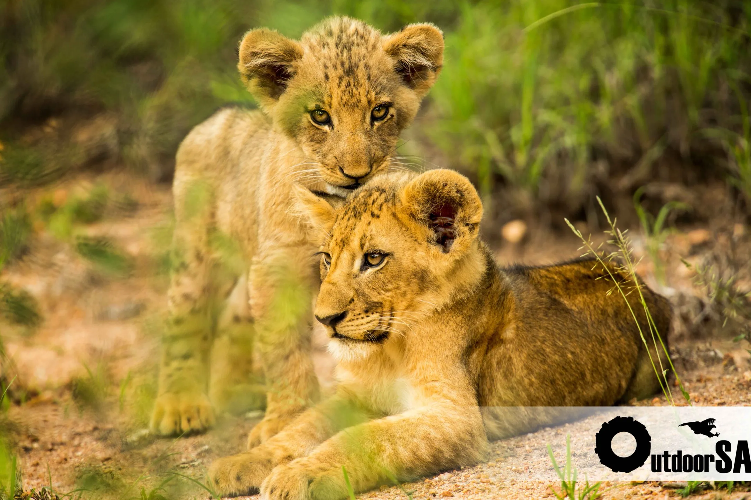 Two lion cubs lying together in the green grass