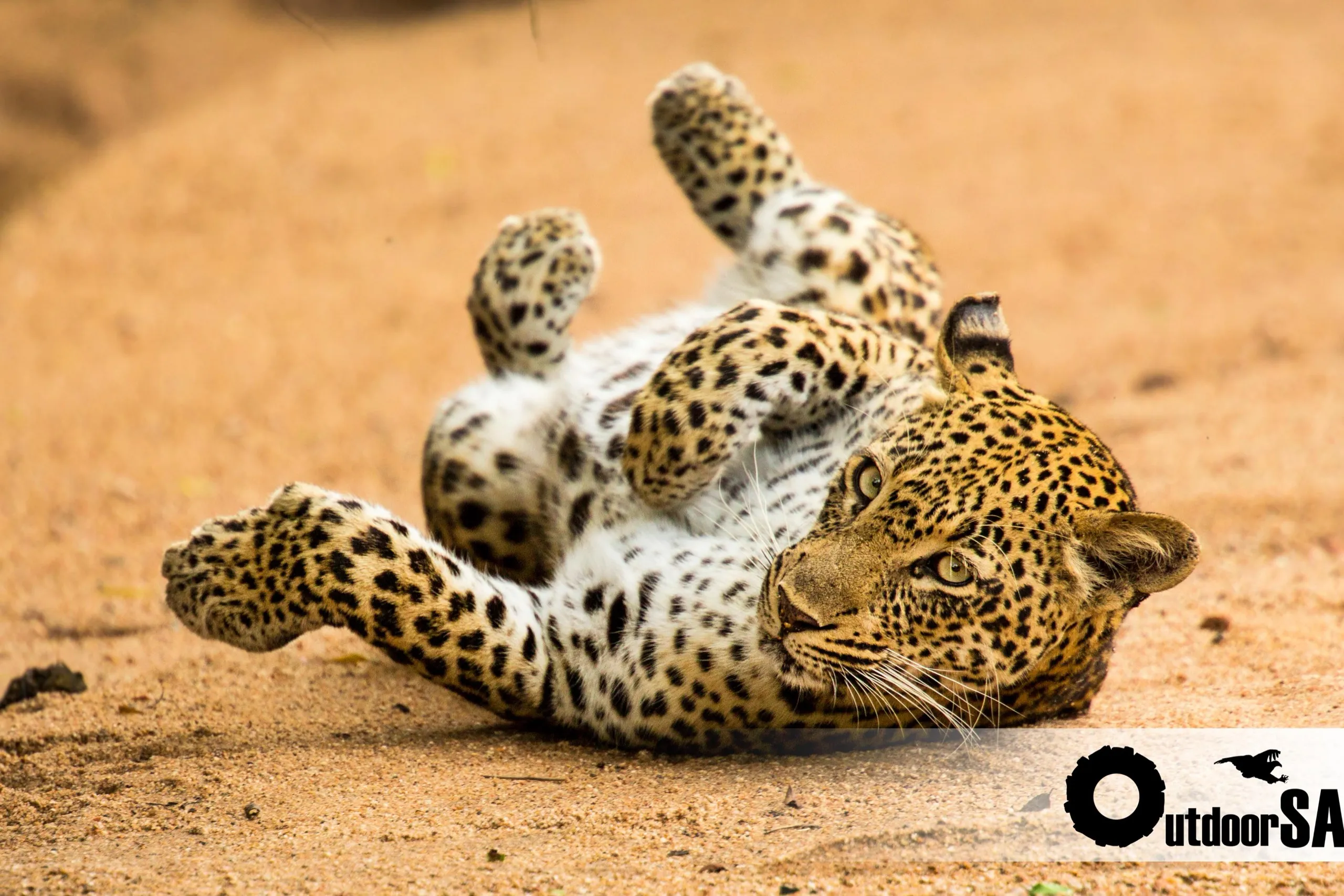 A leopard rolling on its back in the sand of the road