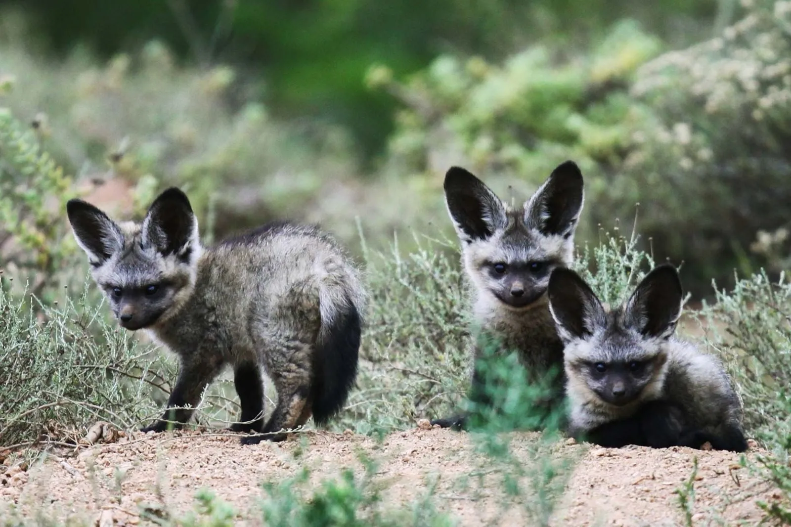 Bat-eared foxes in the grass