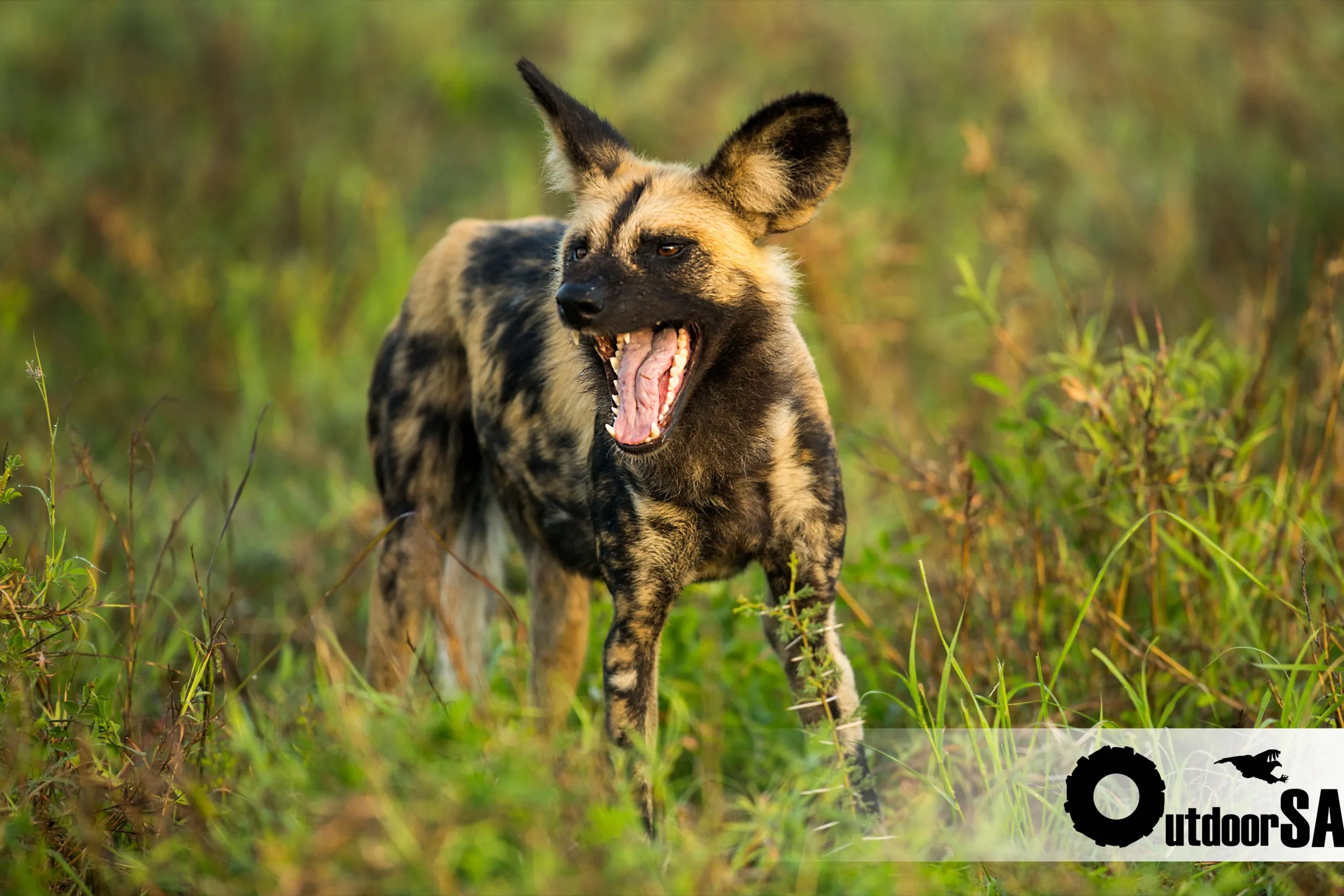 A wild dog yawning wide in the long grass