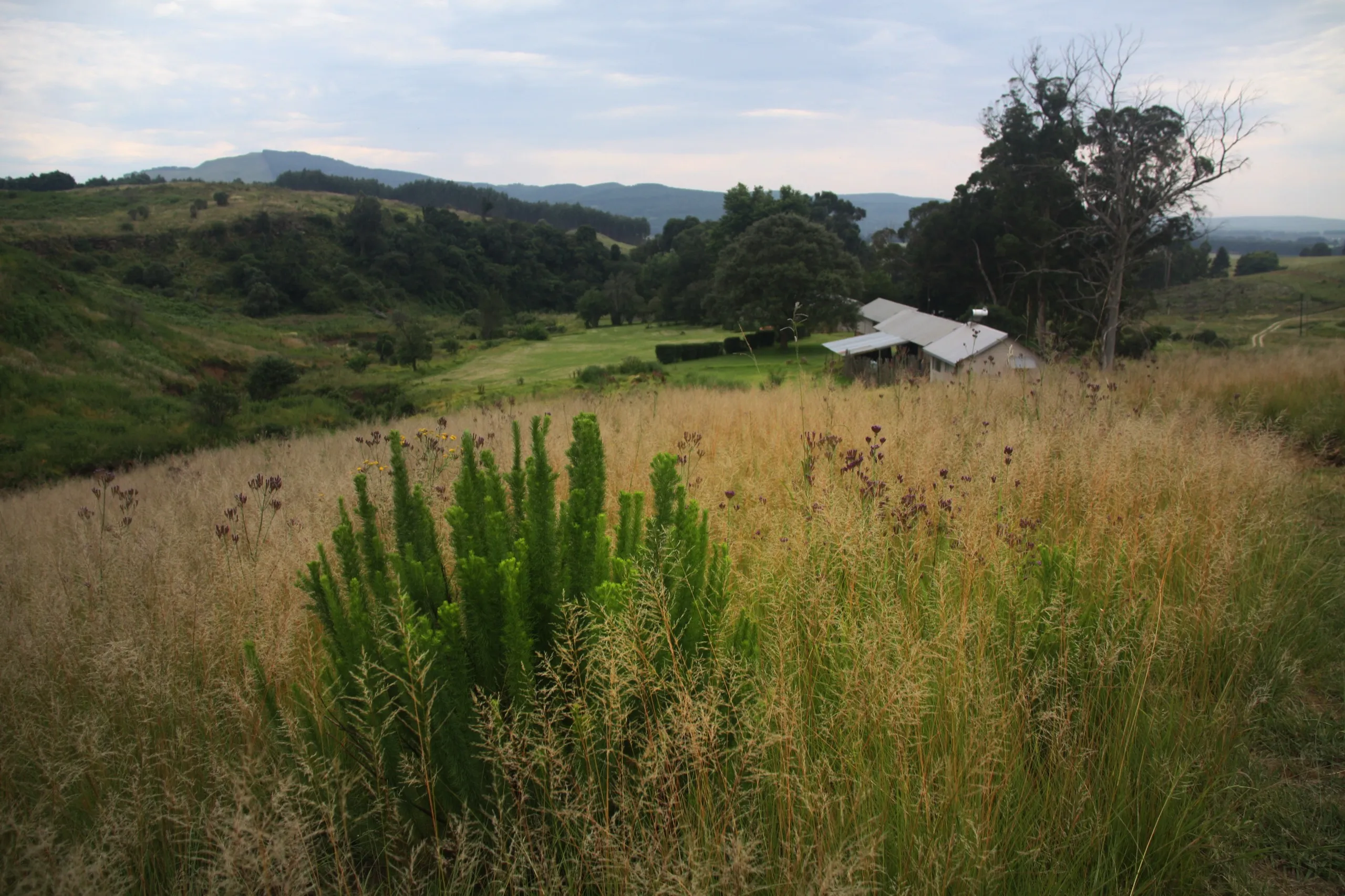 The green Kamberg valley running away to the hills
