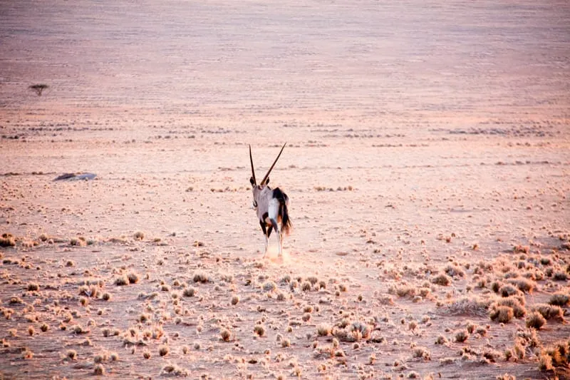 A lone oryx crossing the stony desert floor