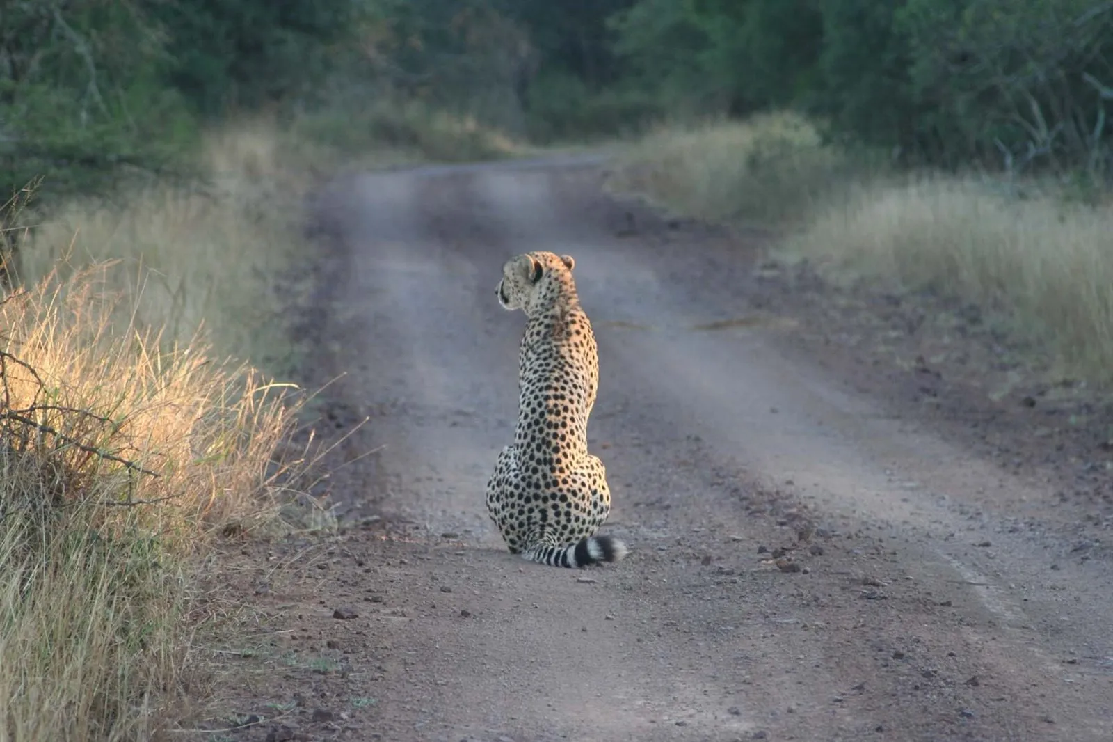 A cheetah standing on the sand road