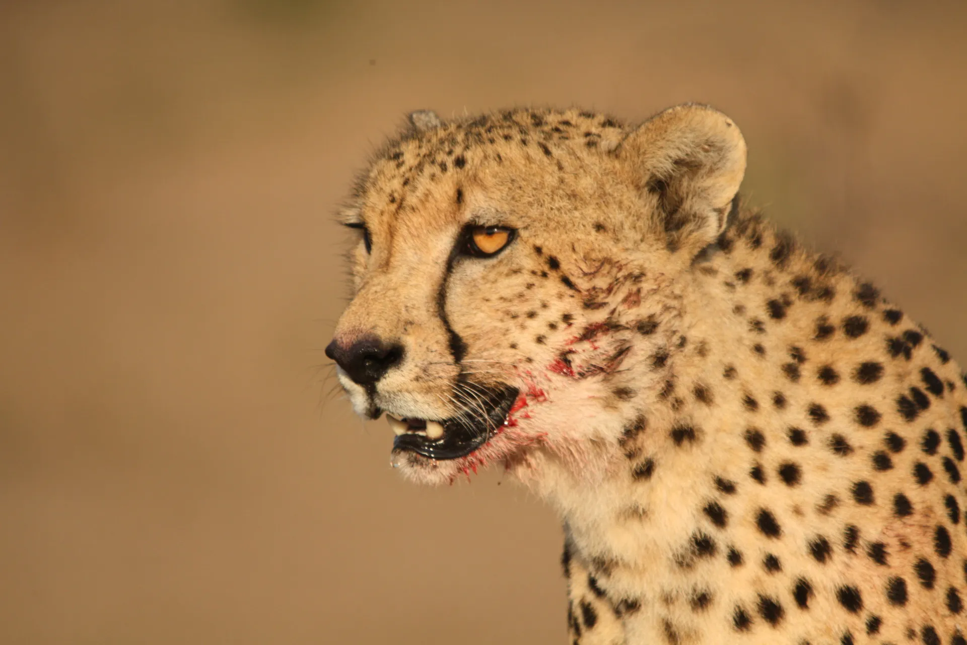 A cheetah sitting up alert in the afternoon light