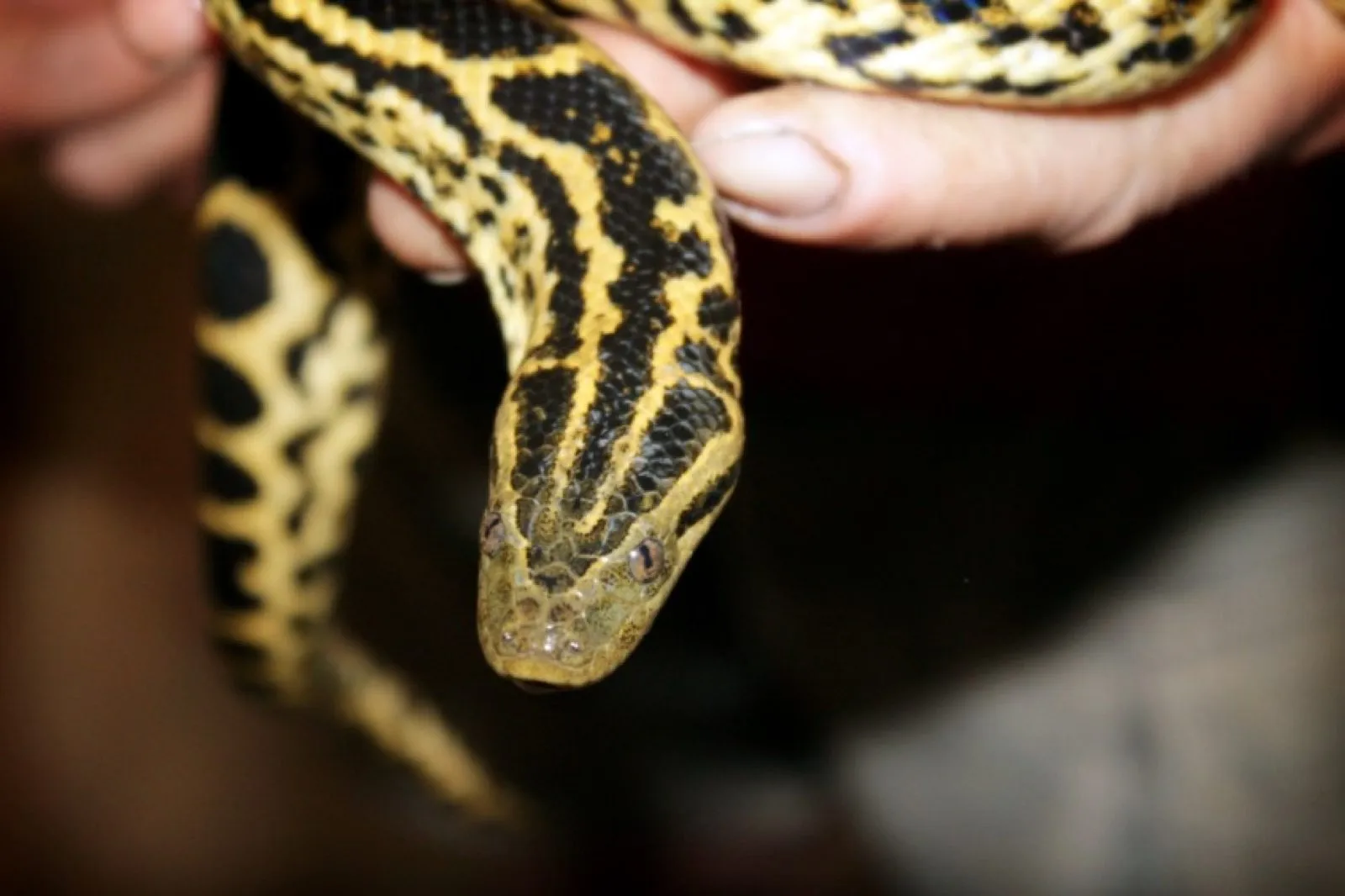 A yellow and black snake held in the hand