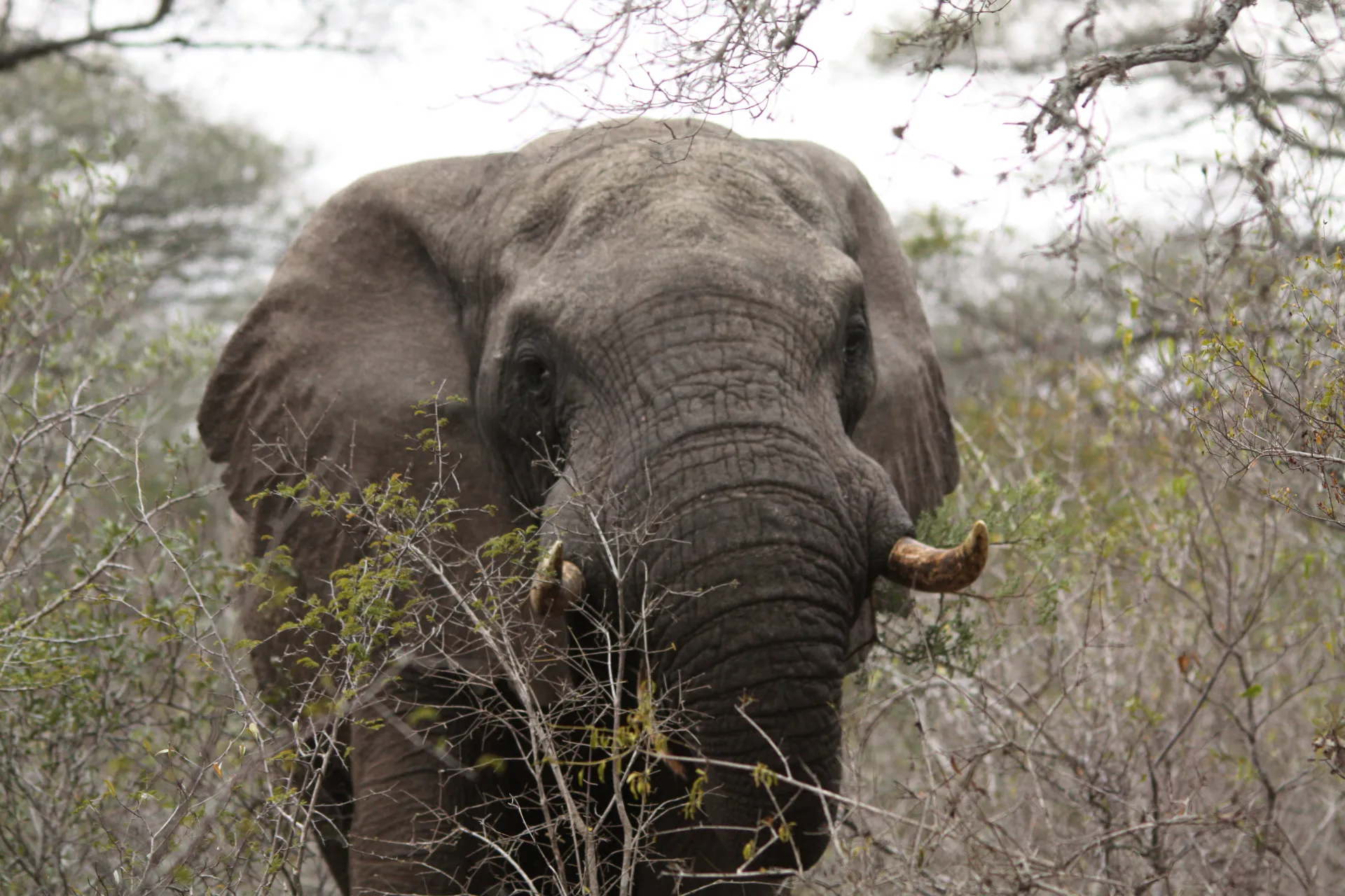 An elephant facing the vehicle through the bush