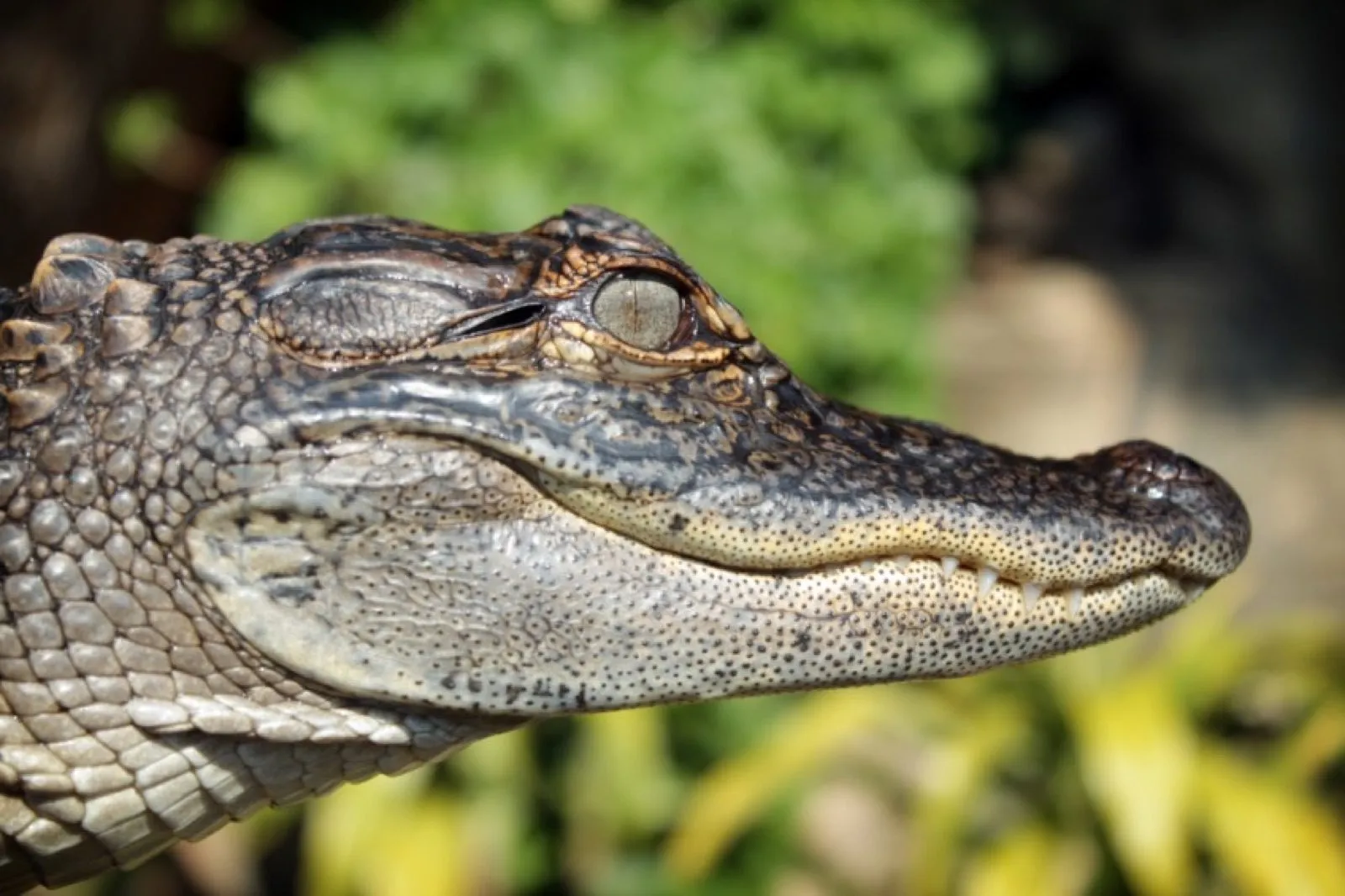 A crocodile's head at the water's edge