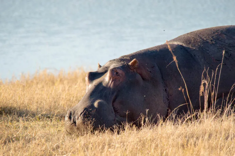 A hippo lying out of the water in the grass beside the dam