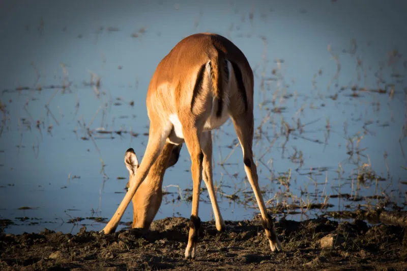 An impala stooping to drink at the muddy edge of a waterhole