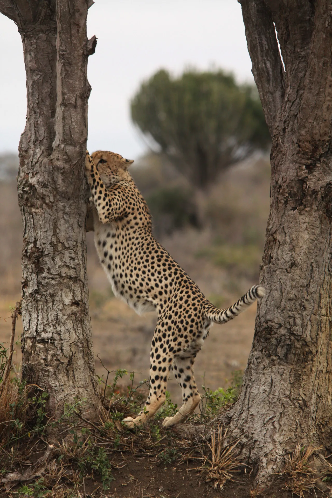 A leopard against the trunk of a tree
