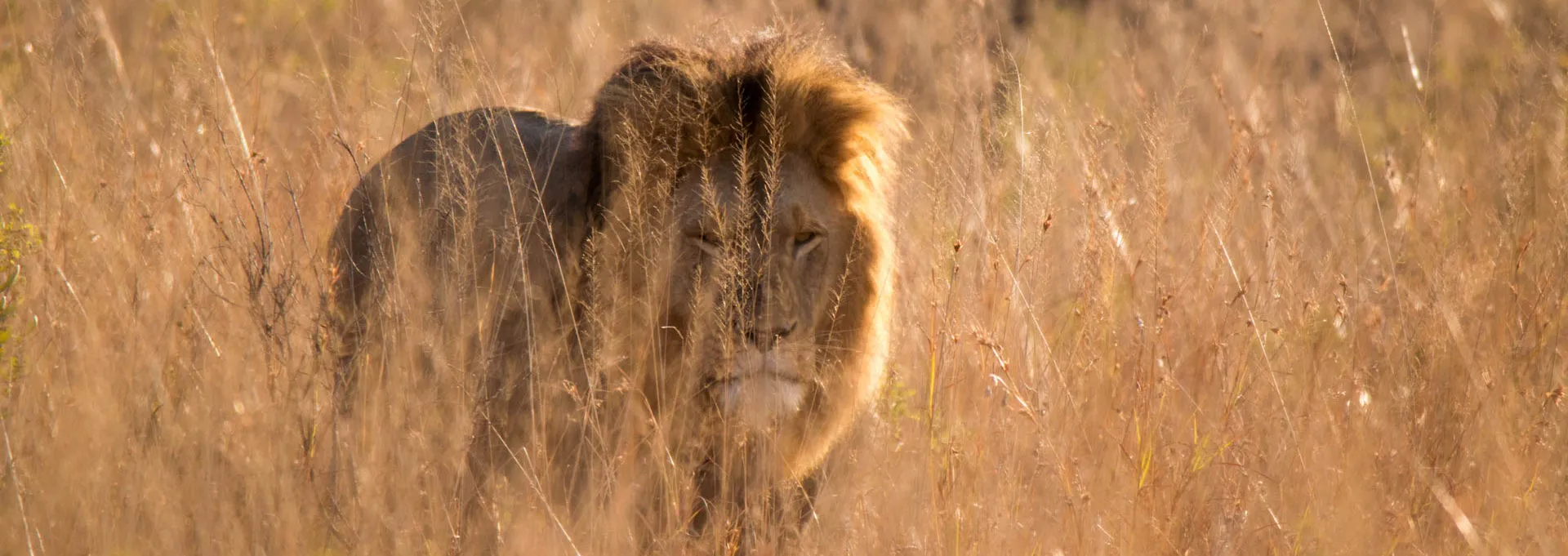 A male lion standing shoulder-deep in long golden grass