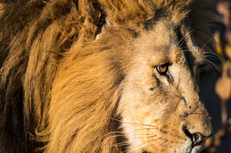 A big male lion in profile, mane lit by the low afternoon sun