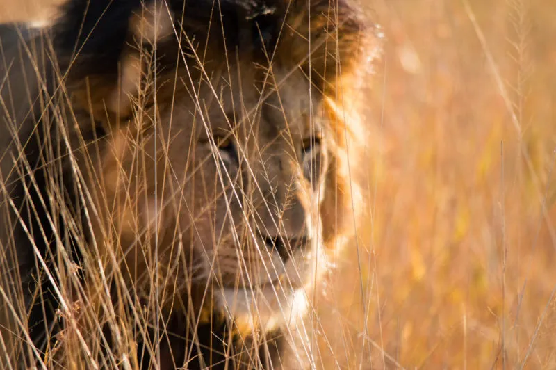 A lion's face watching through a screen of dry grass stems