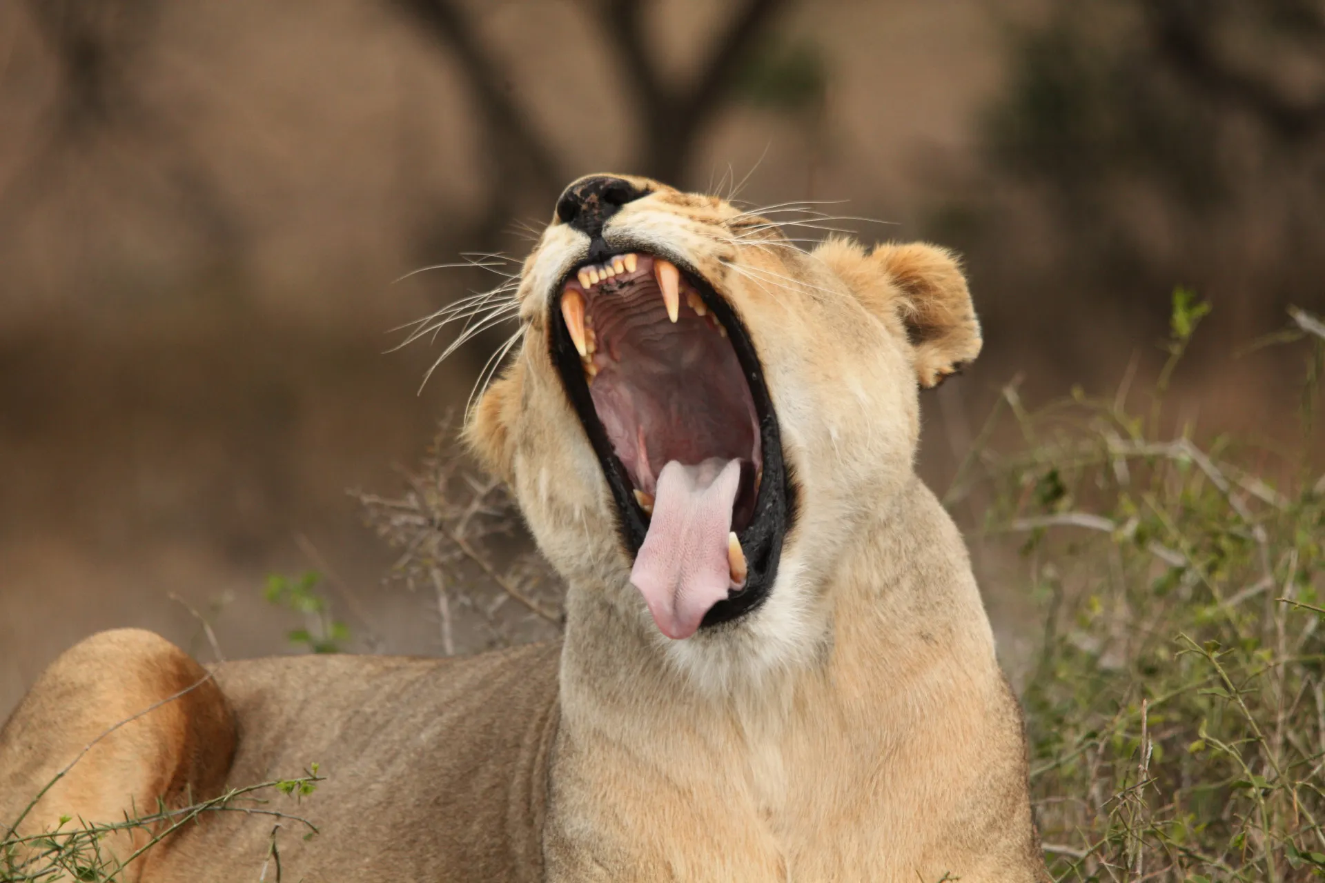 A lioness yawning wide in the grass