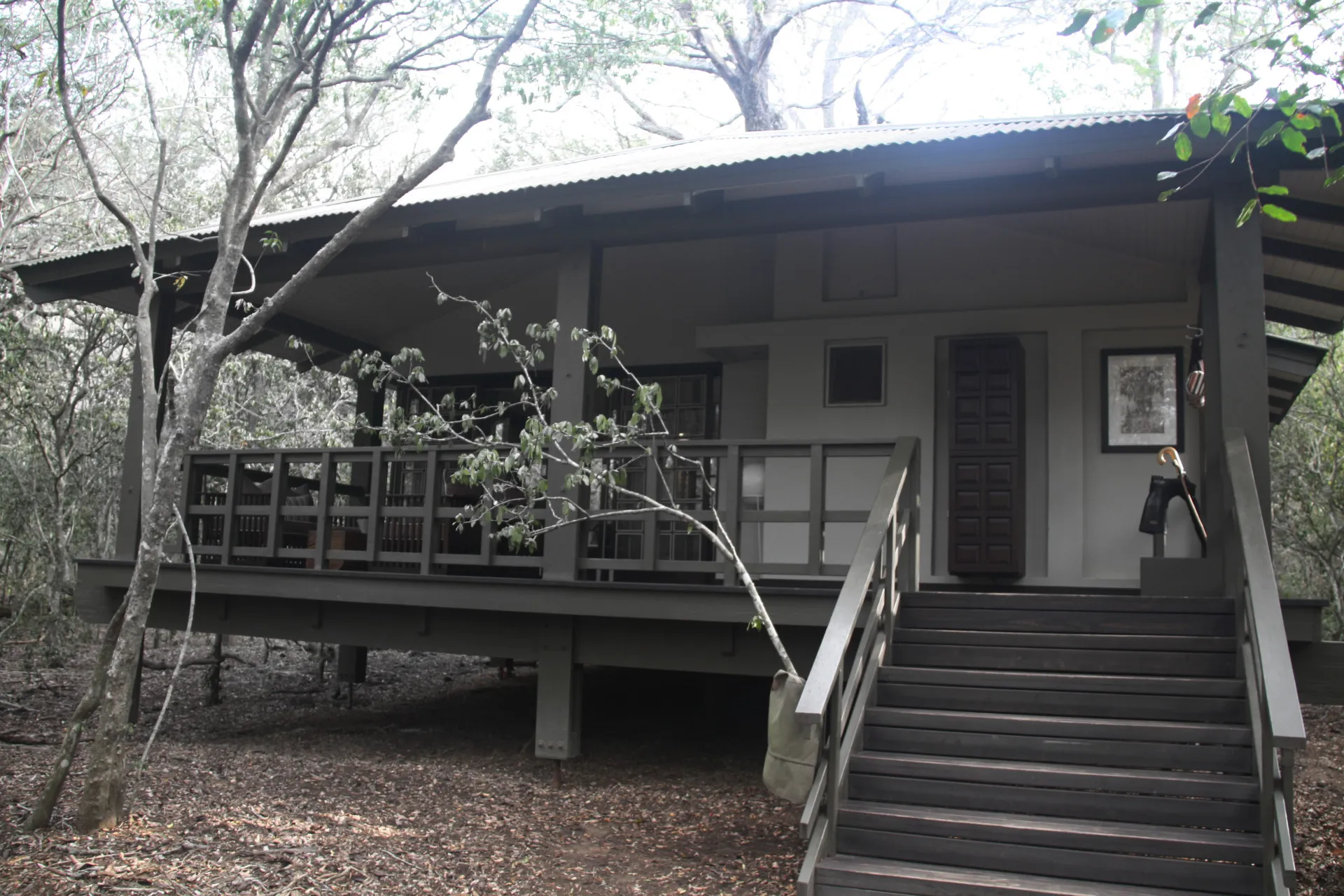 A glass-walled suite standing among the trees of the sand forest