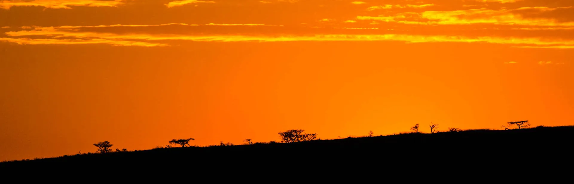 The sun going down behind a silhouetted line of thorn trees